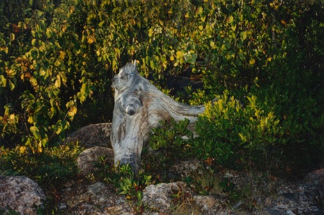 Grazing in the Rocks - NHP44 Grazing in the Rocks - NHP44